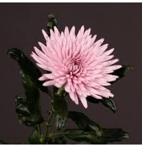 ΧΡΥΣΑΝΘΕΜΟ ΚΕΦΑΛΑΤΟ ΡΟΖ CHRYS. G ANASTASIA PINK